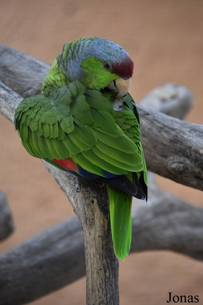 Amazona finschi