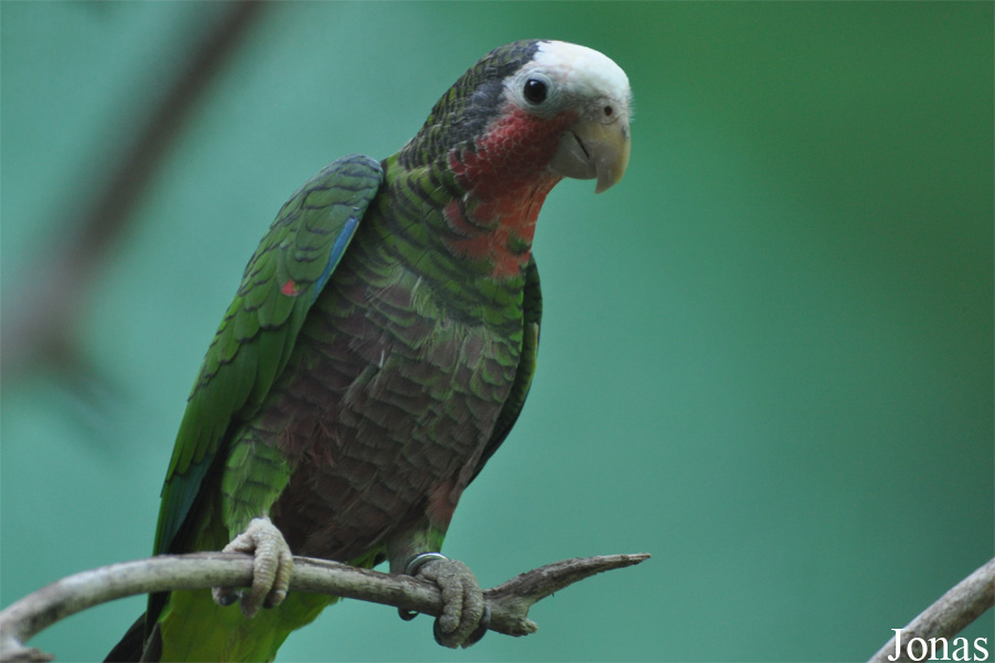 Amazona leucocephala