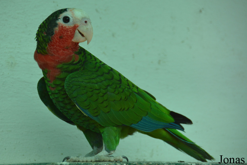 Amazona leucocephala leucocephala