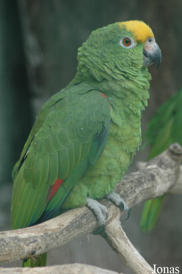 Amazona ochrocephala