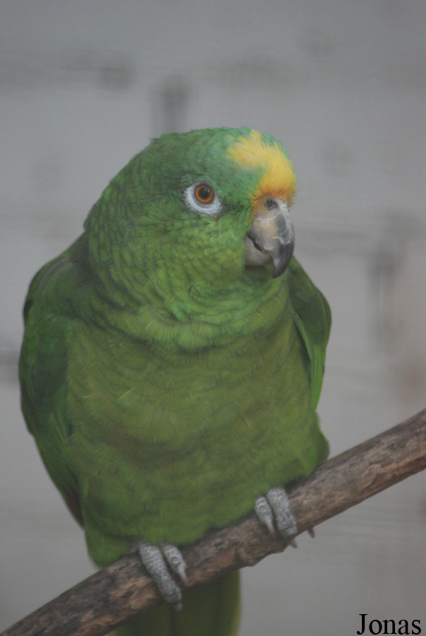 Amazona ochrocephala panamensis