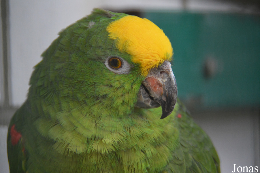 Amazona ochrocephala panamensis