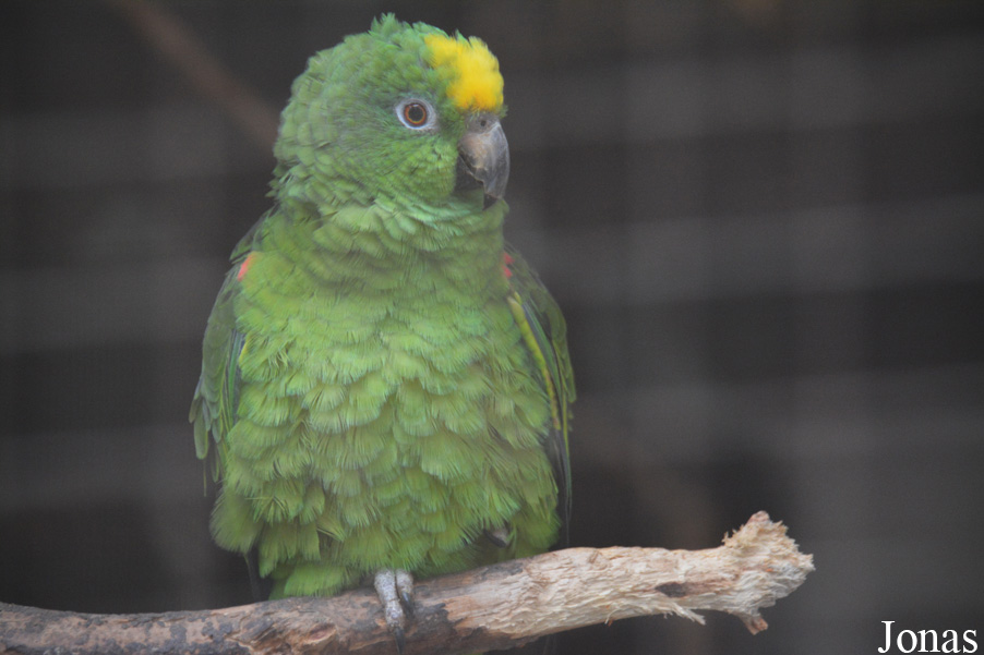 Amazona ochrocephala panamensis