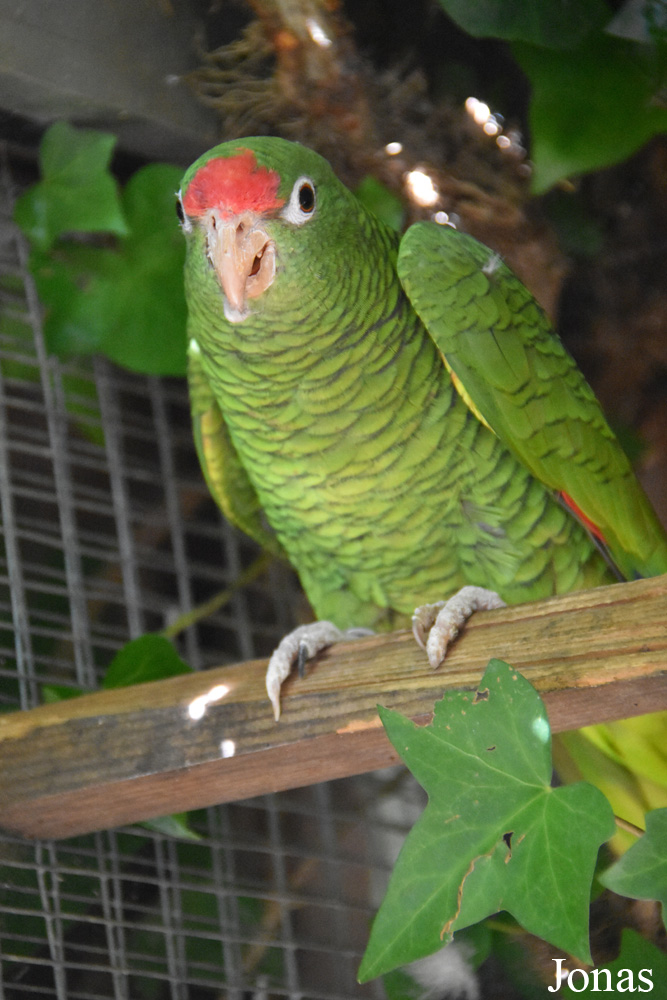 Amazona tucumana