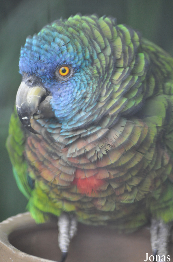 Amazona versicolor