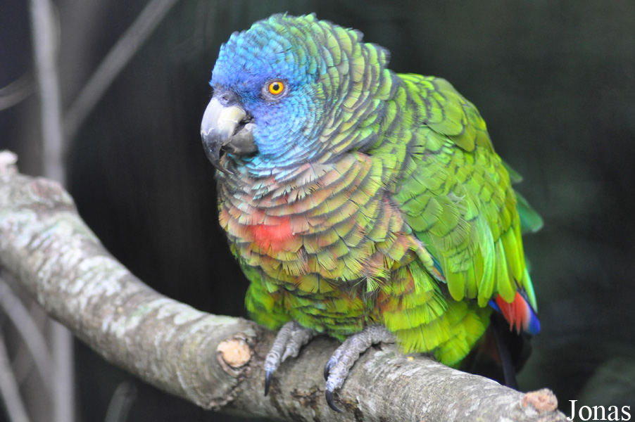 Amazona versicolor