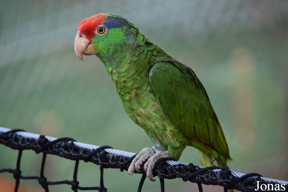Amazona viridigenalis