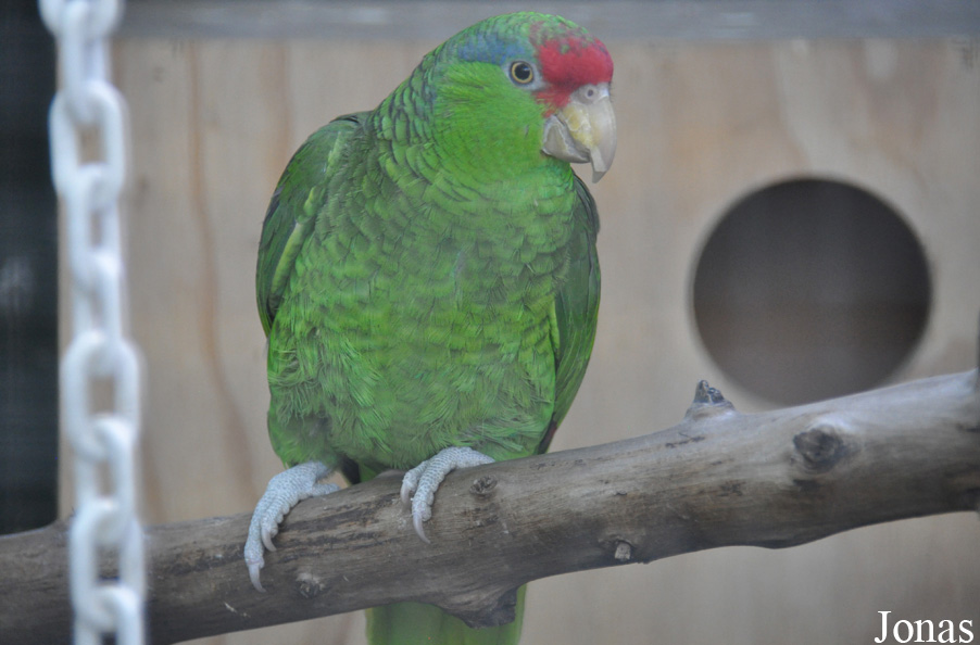 Amazona viridigenalis