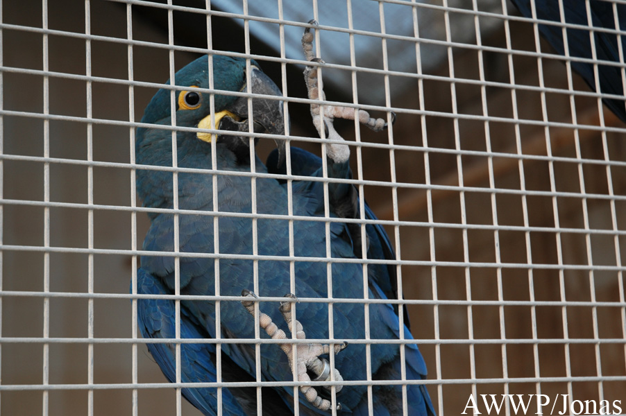 Anodorhynchus leari