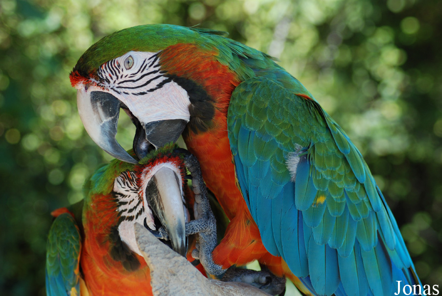 Ara ararauna x chloropterus