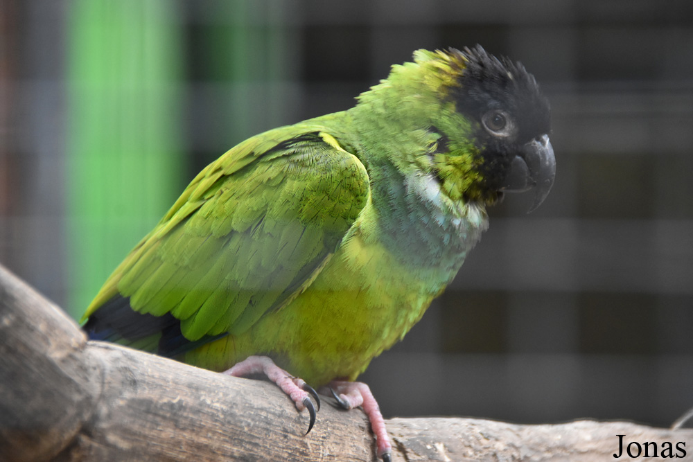 Aratinga nenday