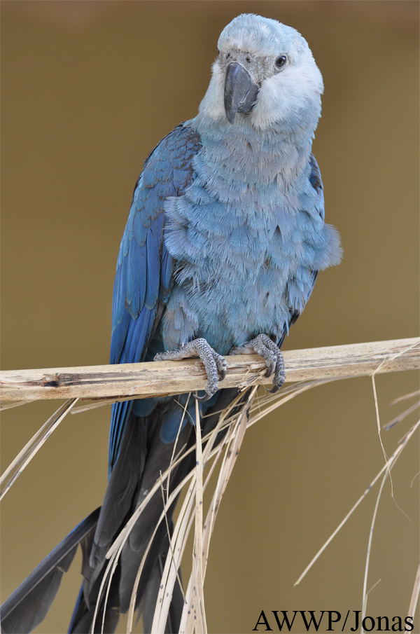 Cyanopsitta spixii