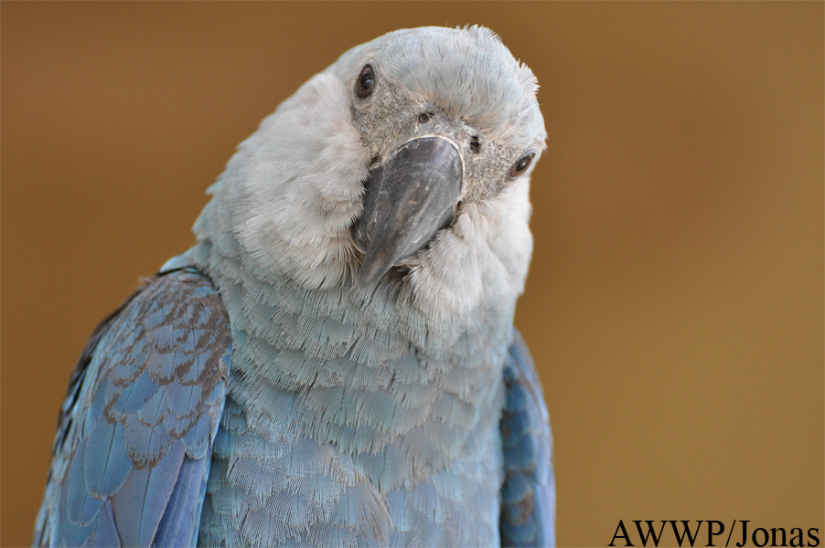 Cyanopsitta spixii