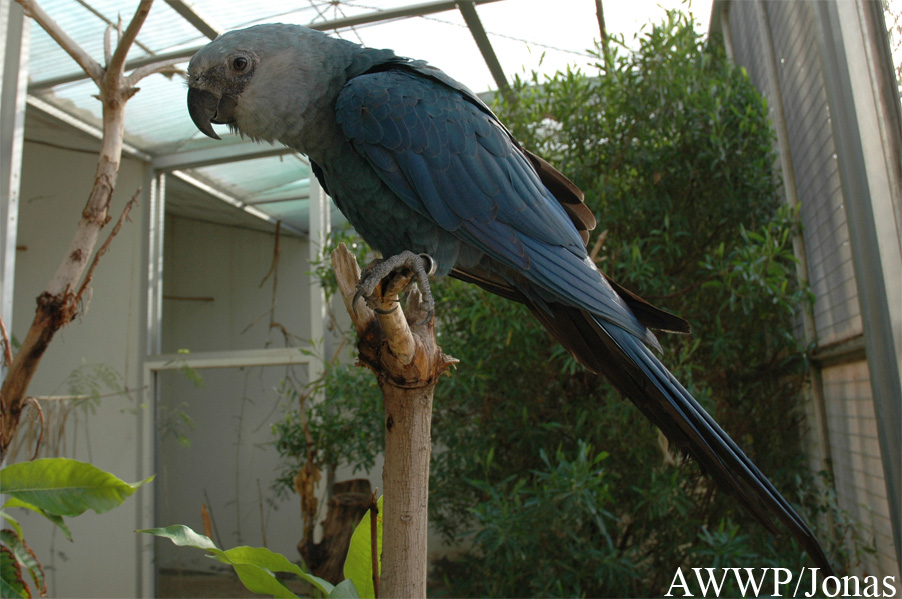 Cyanopsitta spixii