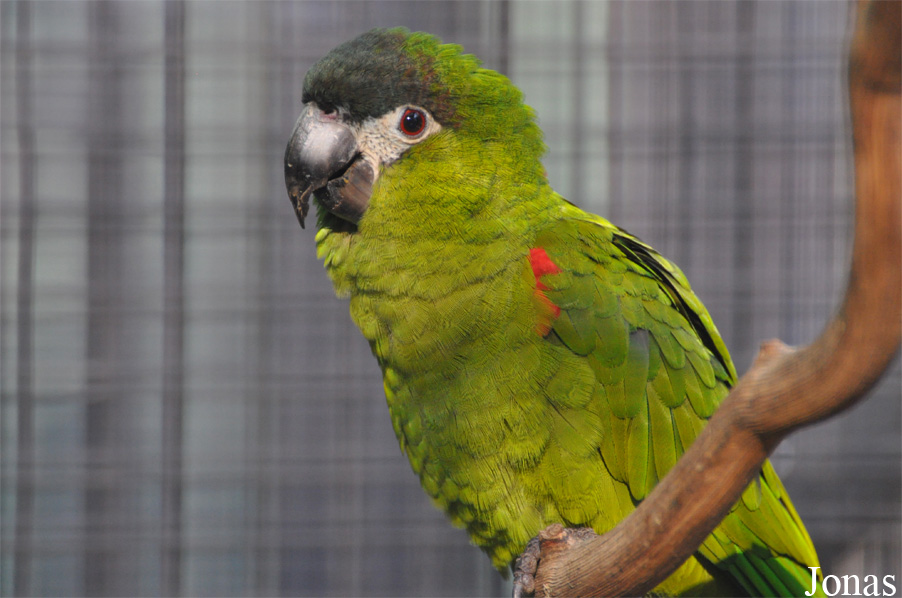 Diopsittaca nobilis