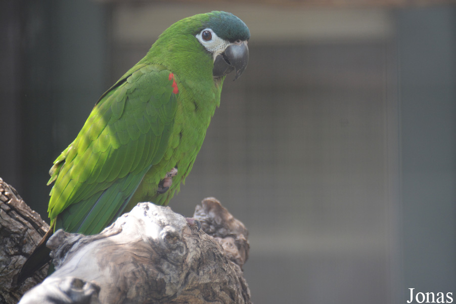 Diopsittaca nobilis nobilis