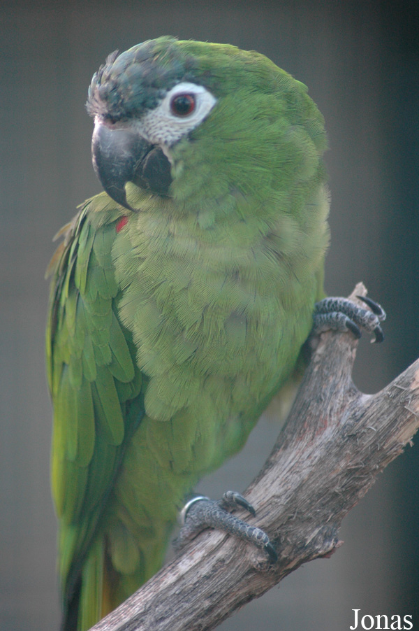 Diopsittaca nobilis nobilis