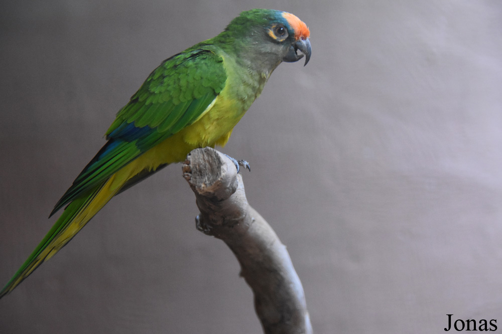 Eupsittula aurea