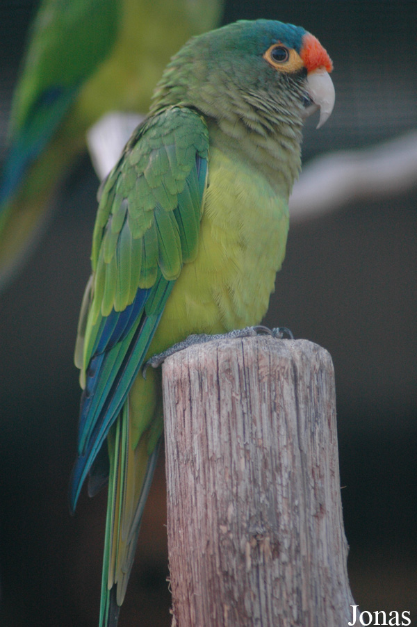 Eupsittula canicularis eburnirostrum