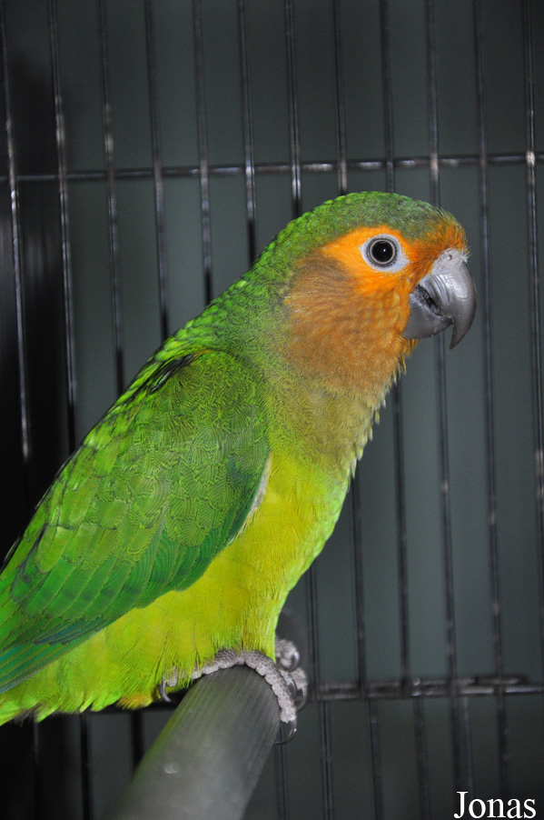 Eupsittula pertinax