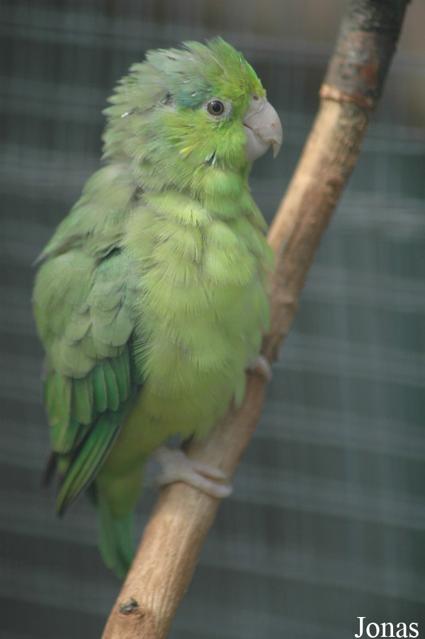 Forpus coelestis