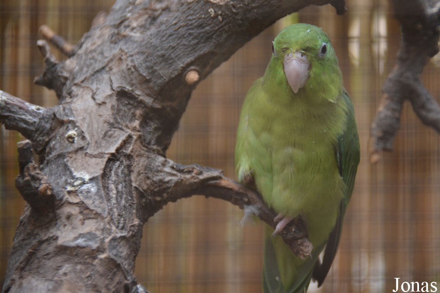 Forpus conspicillatus