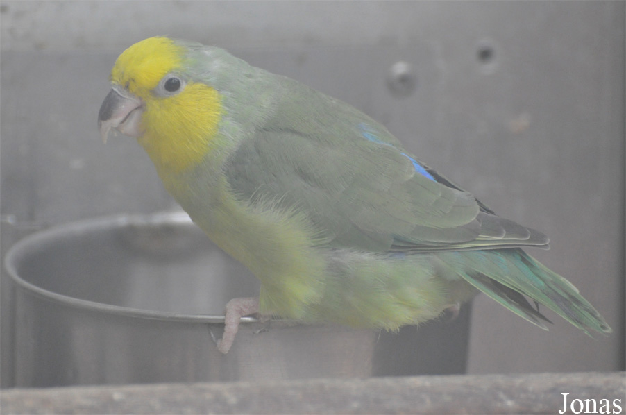 Forpus xanthops