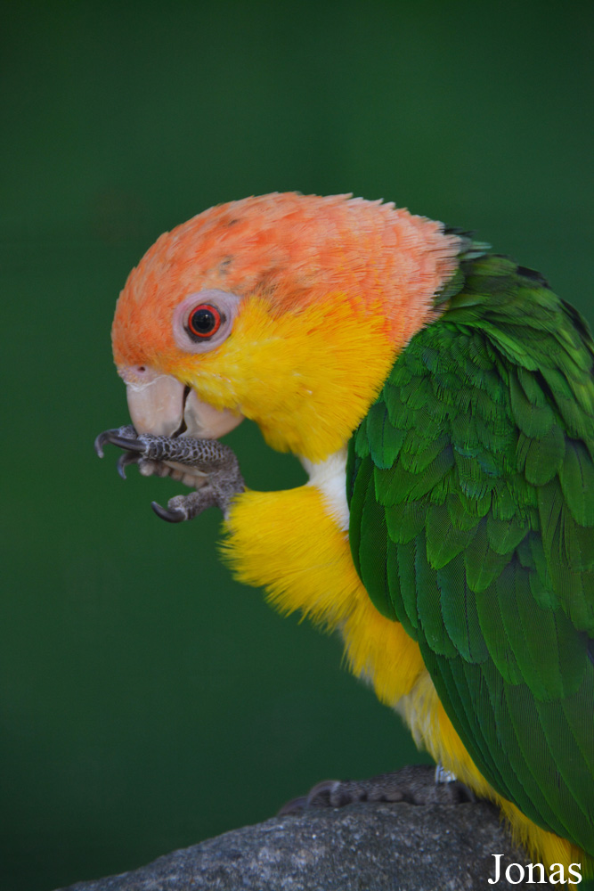 Pionites leucogaster