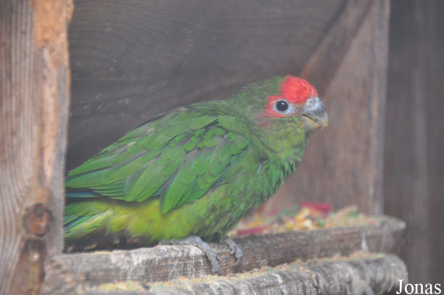 Pionopsitta pileata