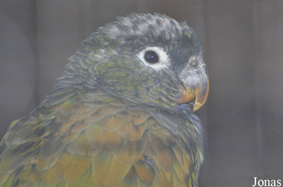 Pionus maximiliani