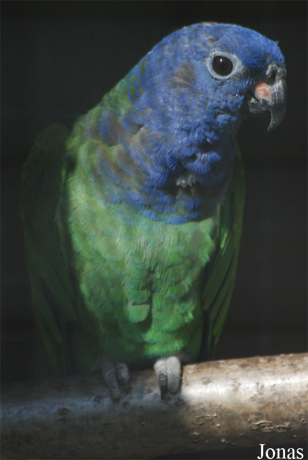 Pionus menstruus