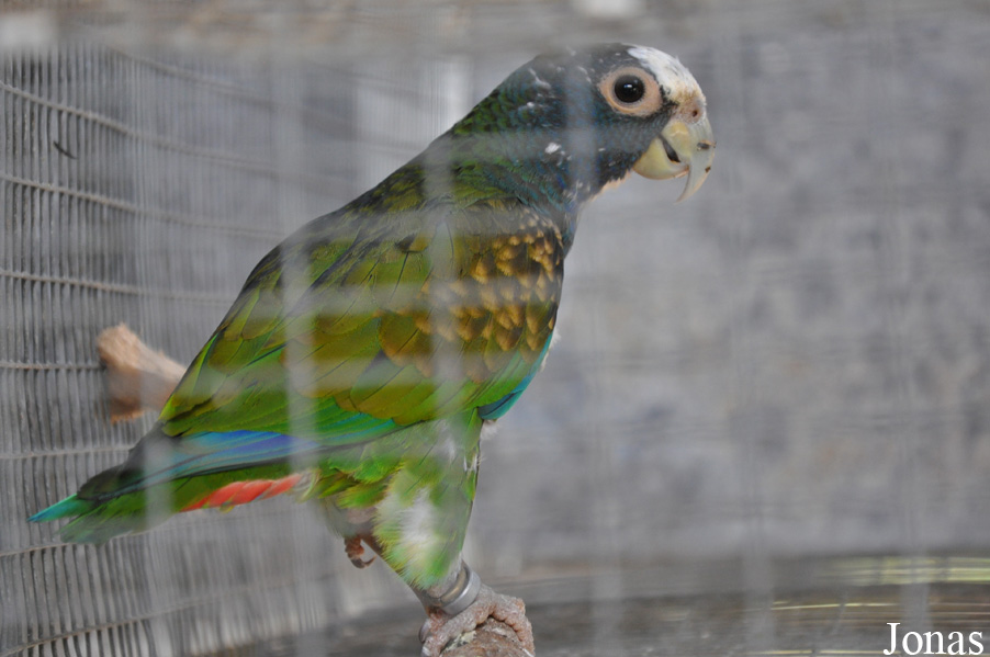 Pionus senilis