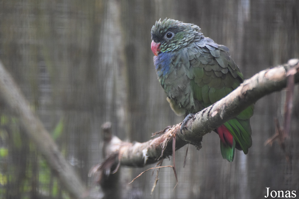 Pionus sordidus