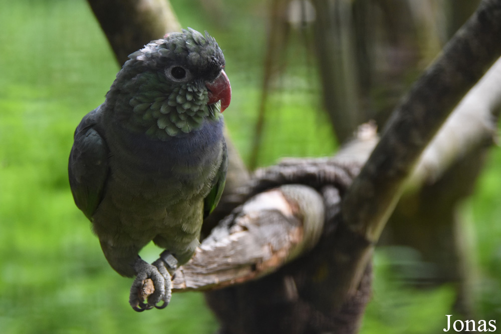 Pionus sordidus