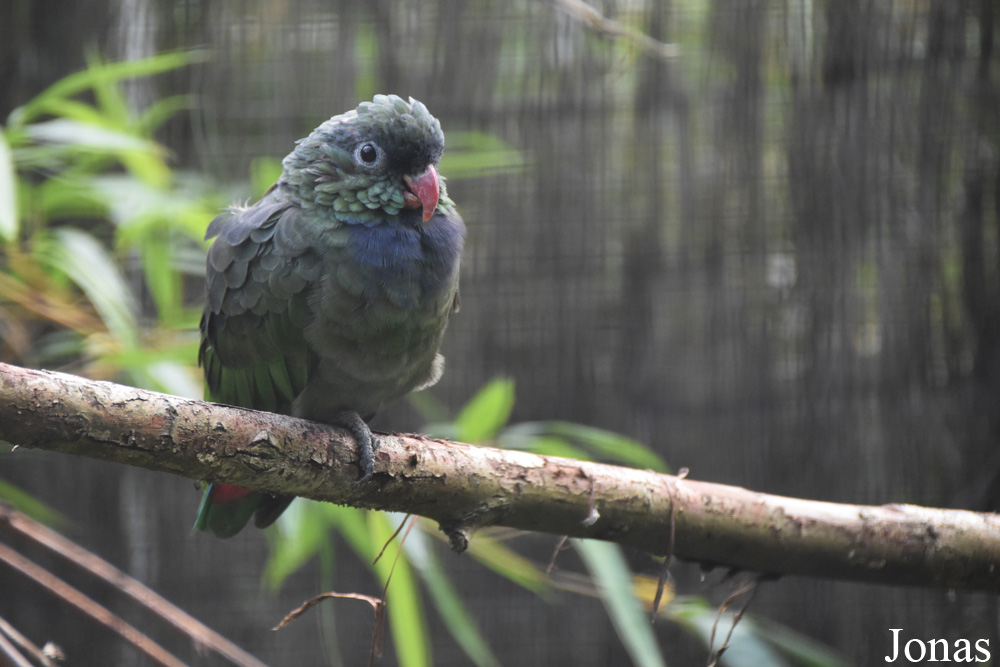 Pionus sordidus