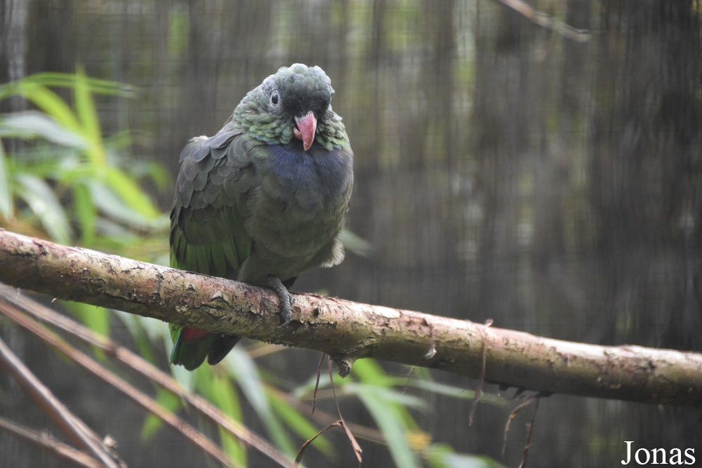 Pionus sordidus