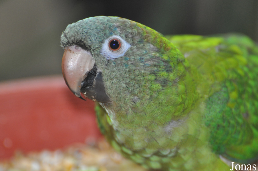 Psittacara acuticaudatus