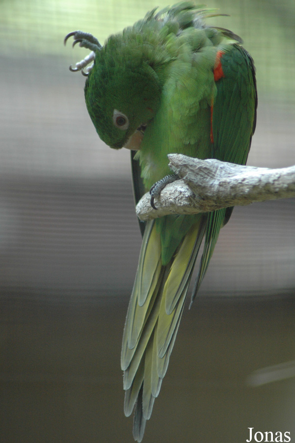 Psittacara leucophthalmus