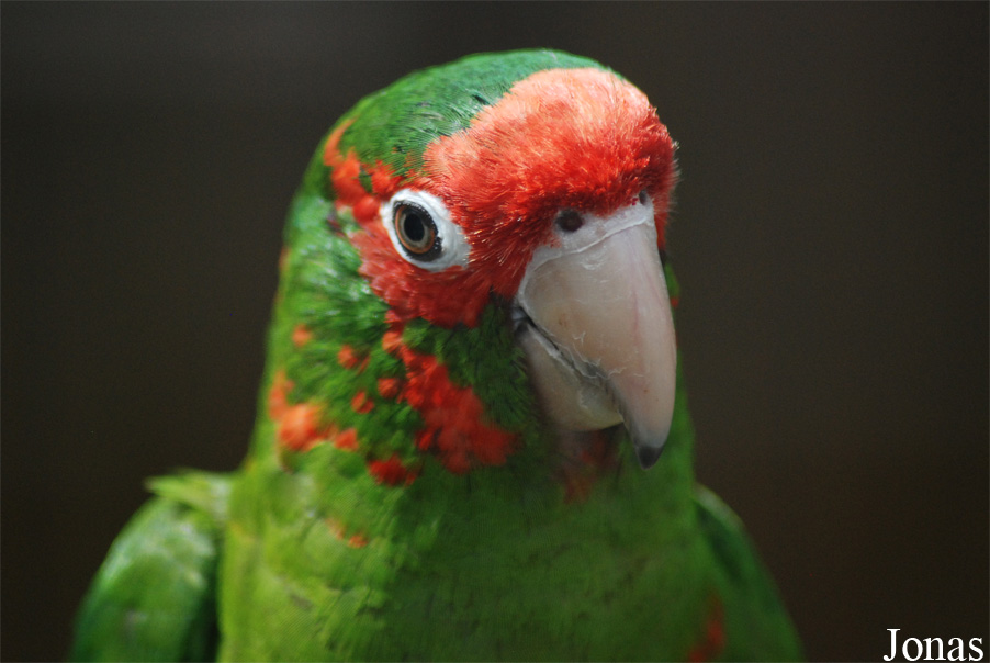 Psittacara mitratus mitratus