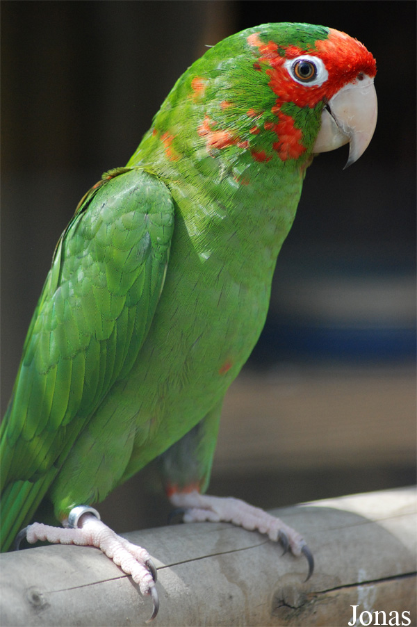 Psittacara mitratus mitratus