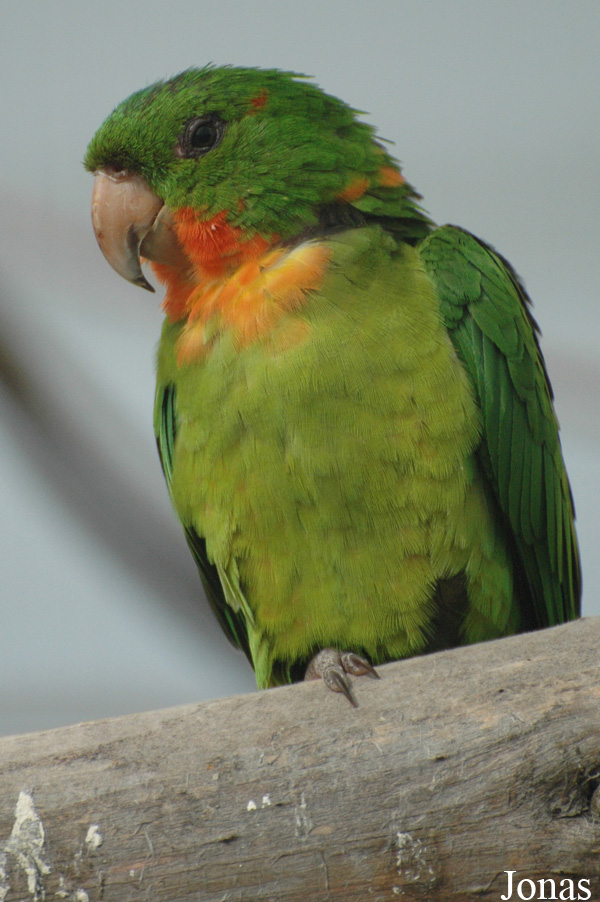 Psittacara rubritorquis