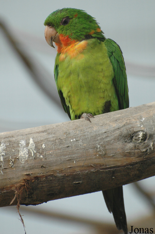 Psittacara rubritorquis