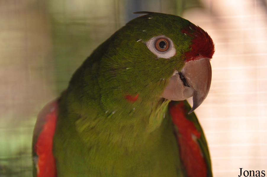 Psittacara wagleri
