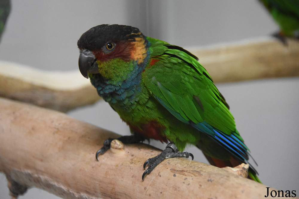 Pyrrhura cruentata