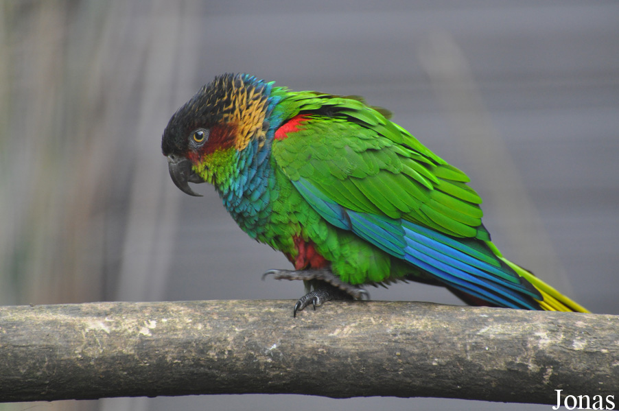 Pyrrhura cruentata