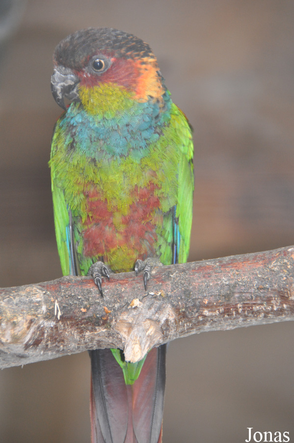 Pyrrhura cruentata