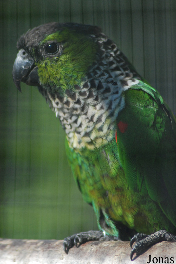 Pyrrhura rupicola