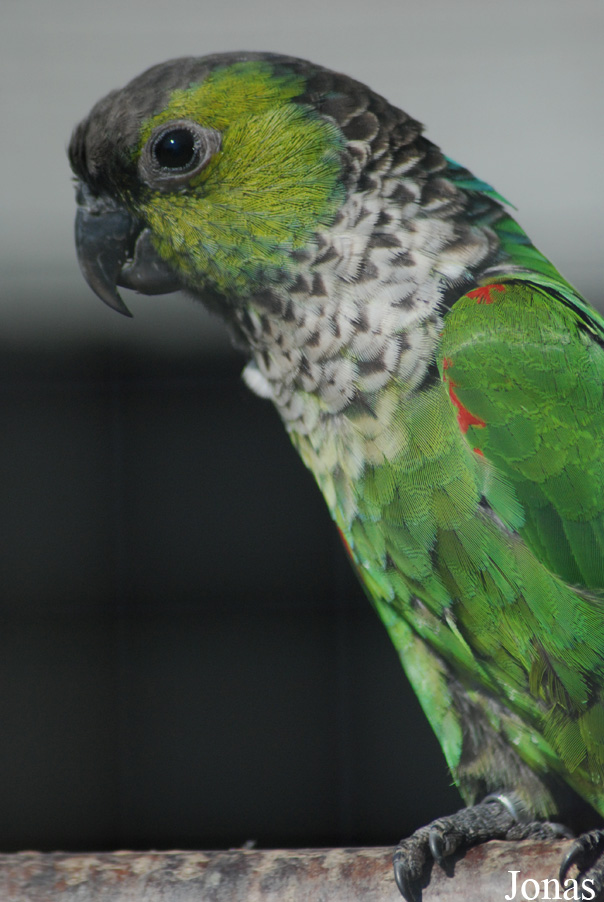 Pyrrhura rupicola