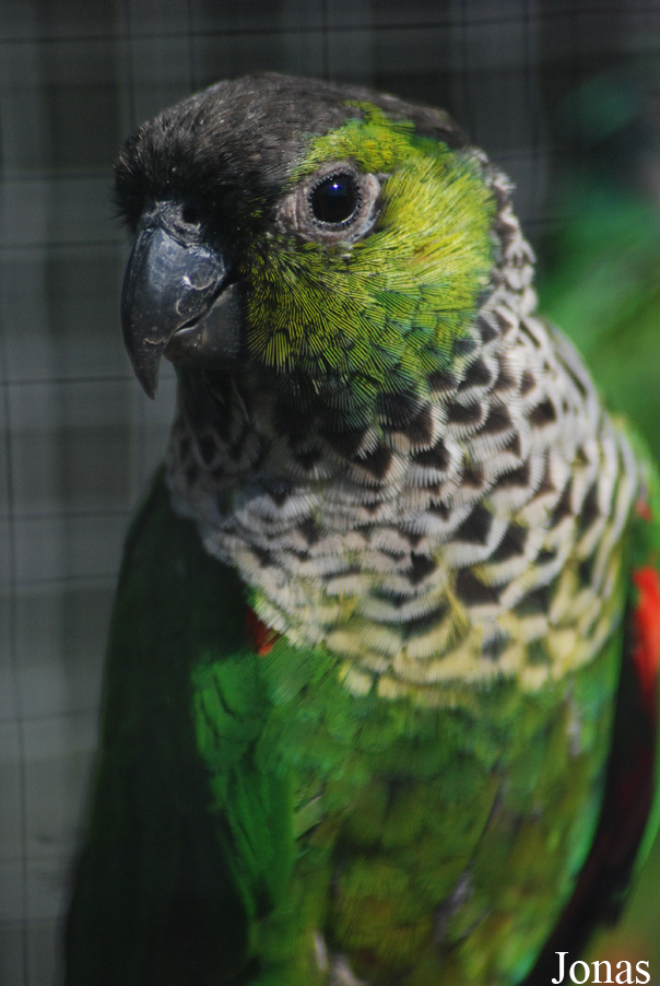 Pyrrhura rupicola