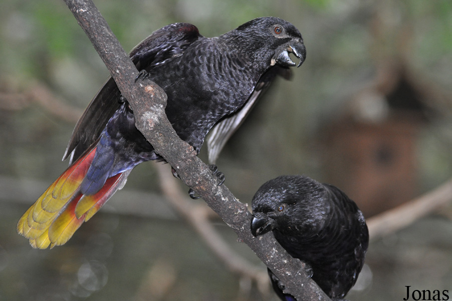 Chalcopsitta atra